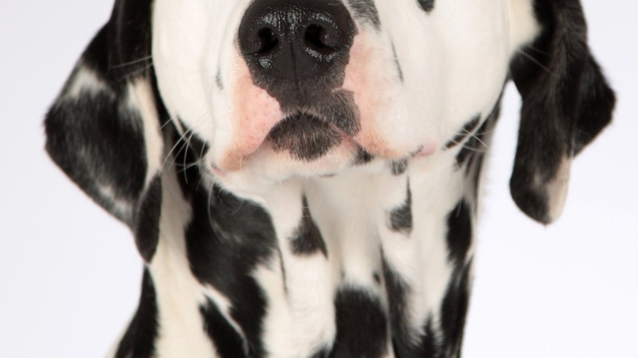 dog-1772759