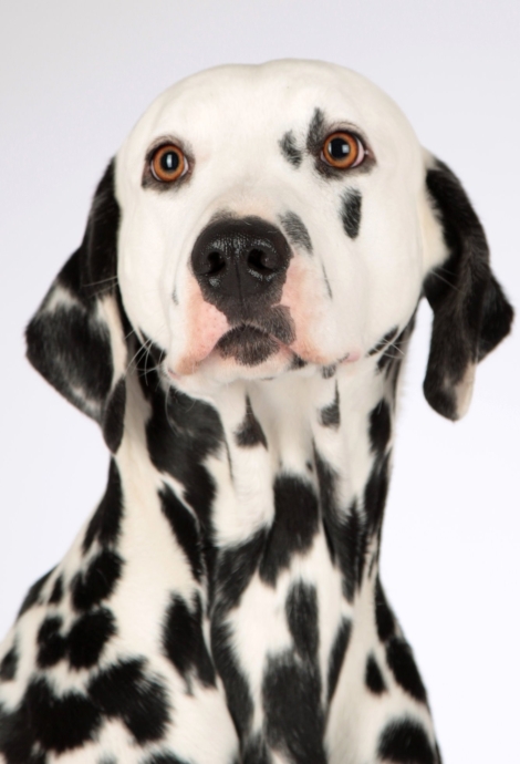 dog-1772759