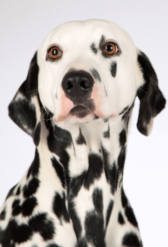 dog-1772759