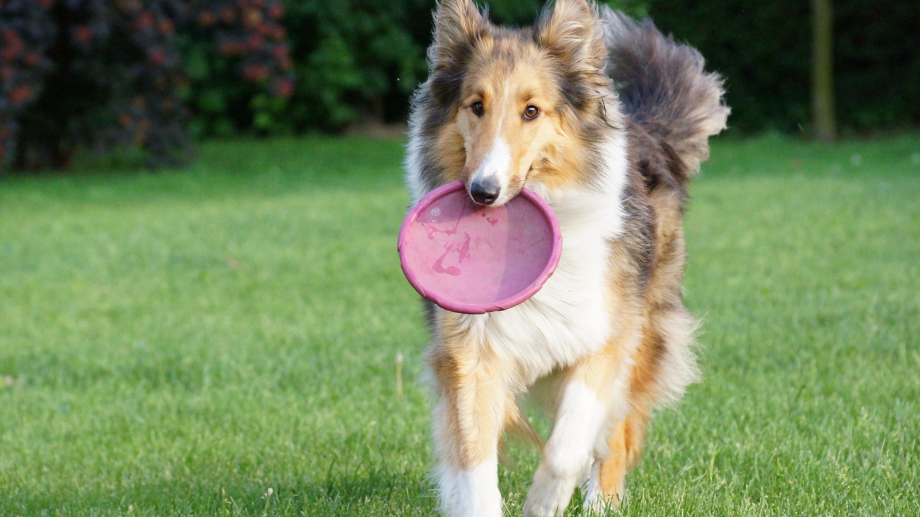 fun-with-your-dog-5145125_1920