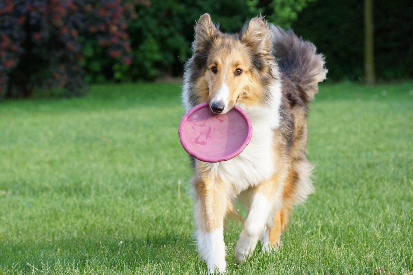 fun-with-your-dog-5145125_1920