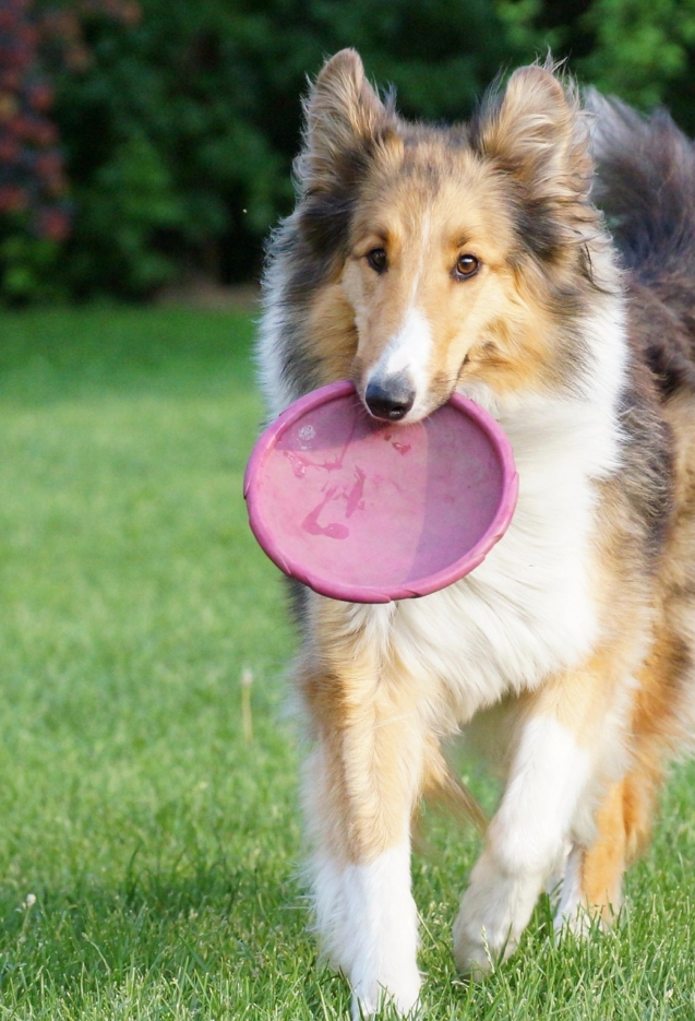 fun-with-your-dog-5145125_1920