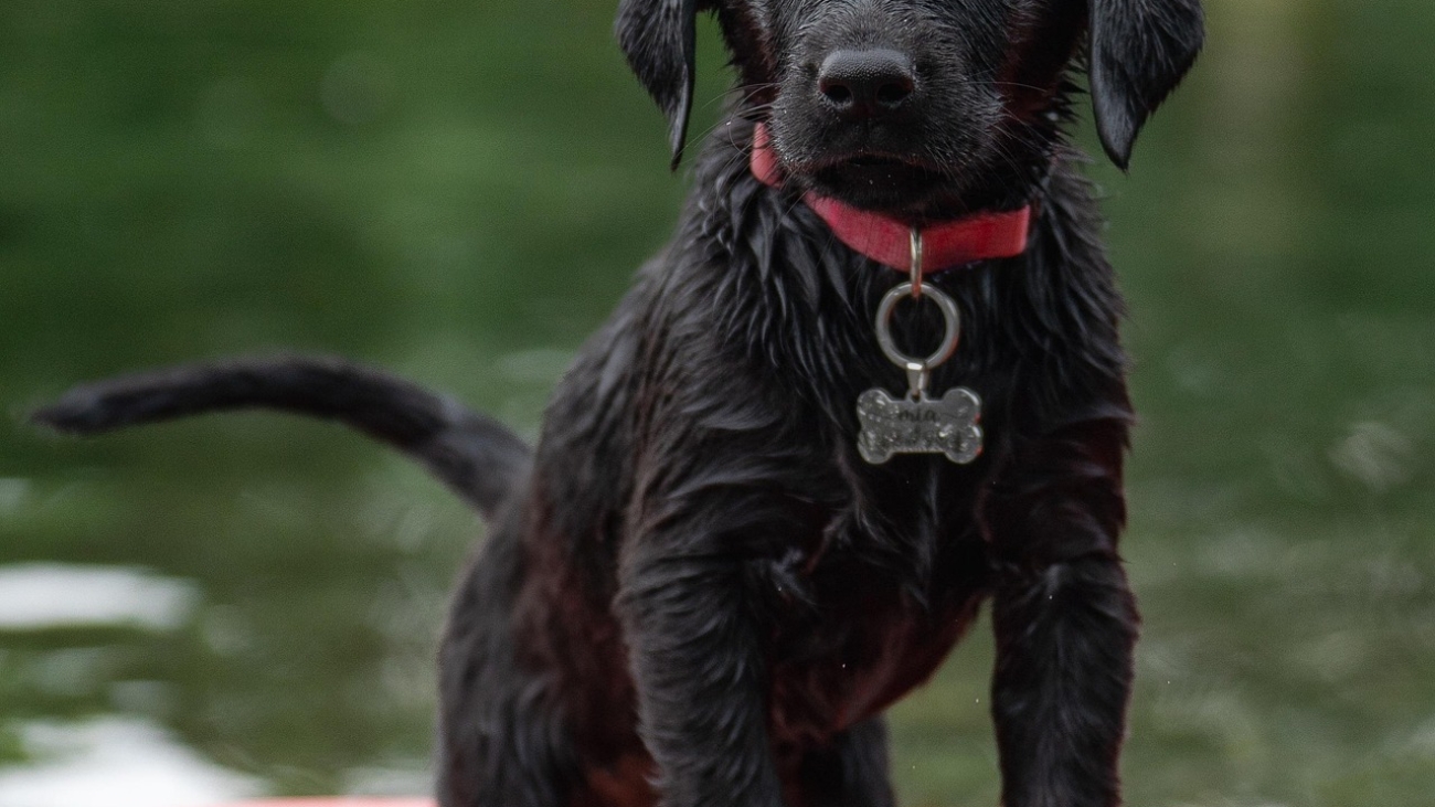 labrador-7392840_1920