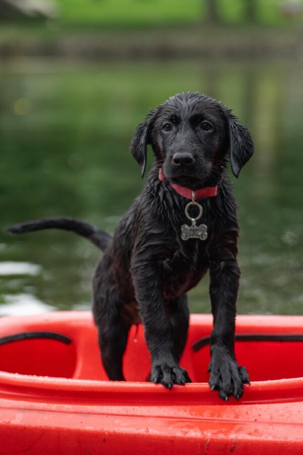 labrador-7392840_1920
