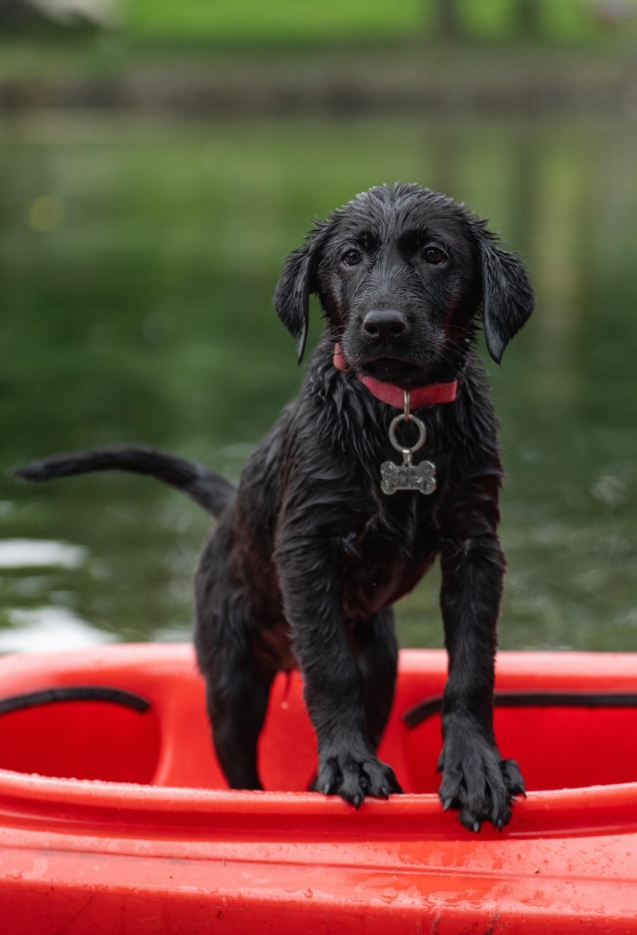 labrador-7392840_1920