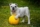 english-bulldog-562723_1920