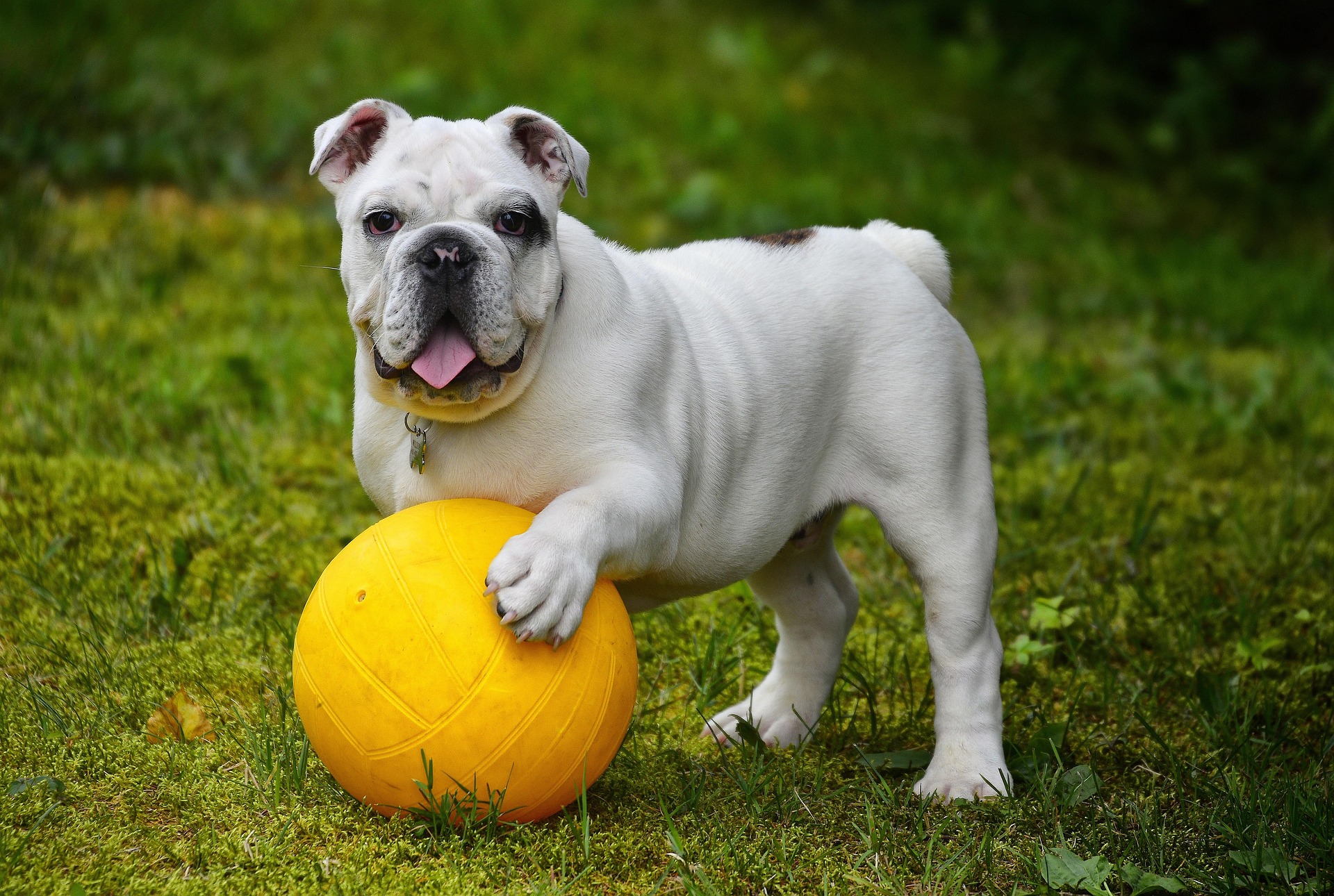 english-bulldog-562723_1920